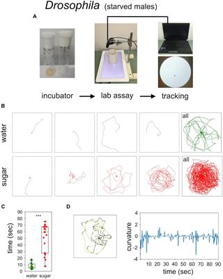 Sugar Intake Elicits Intelligent Searching Behavior in Flies and Honey Bees